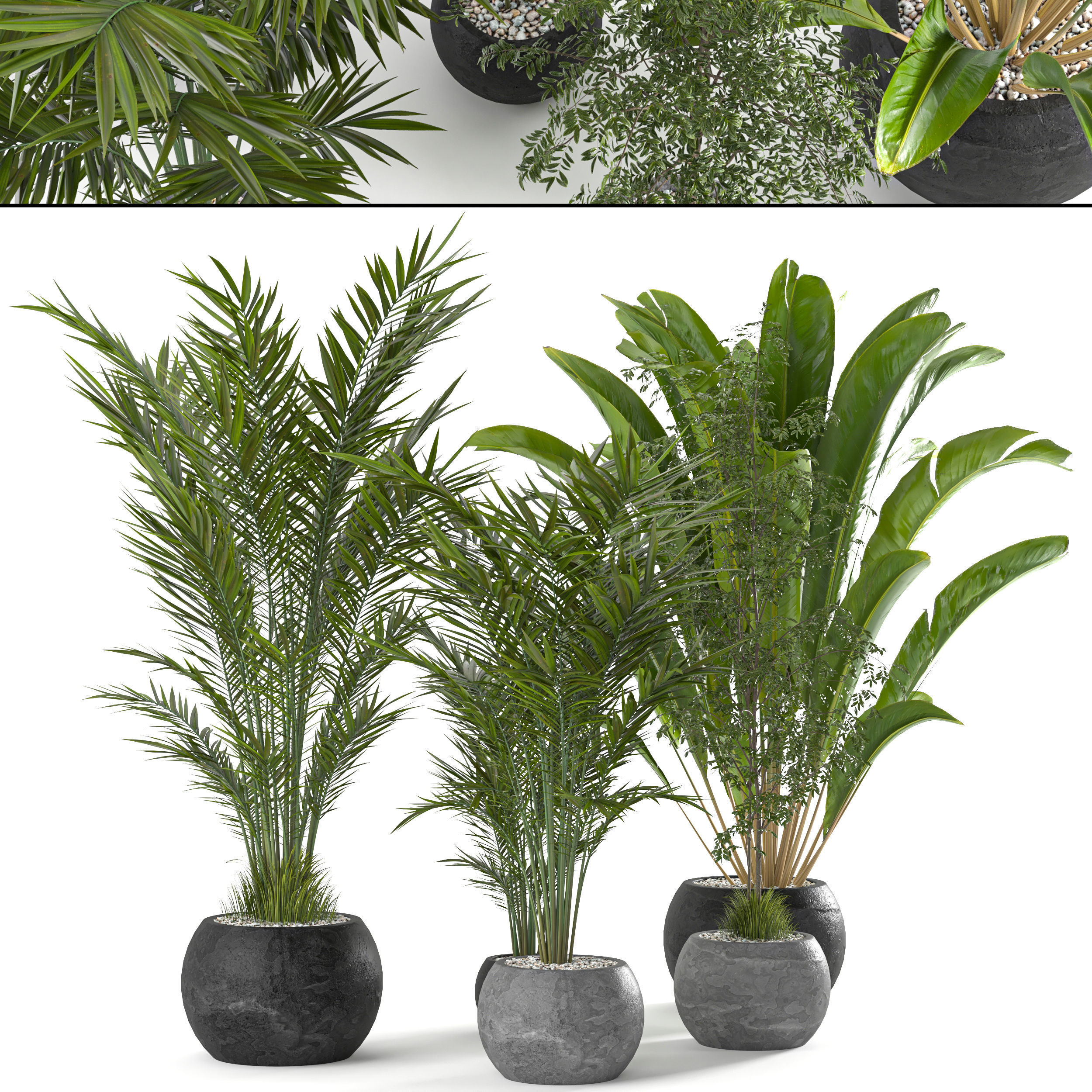 Collaction Indoor plant vol 53 3D model_2