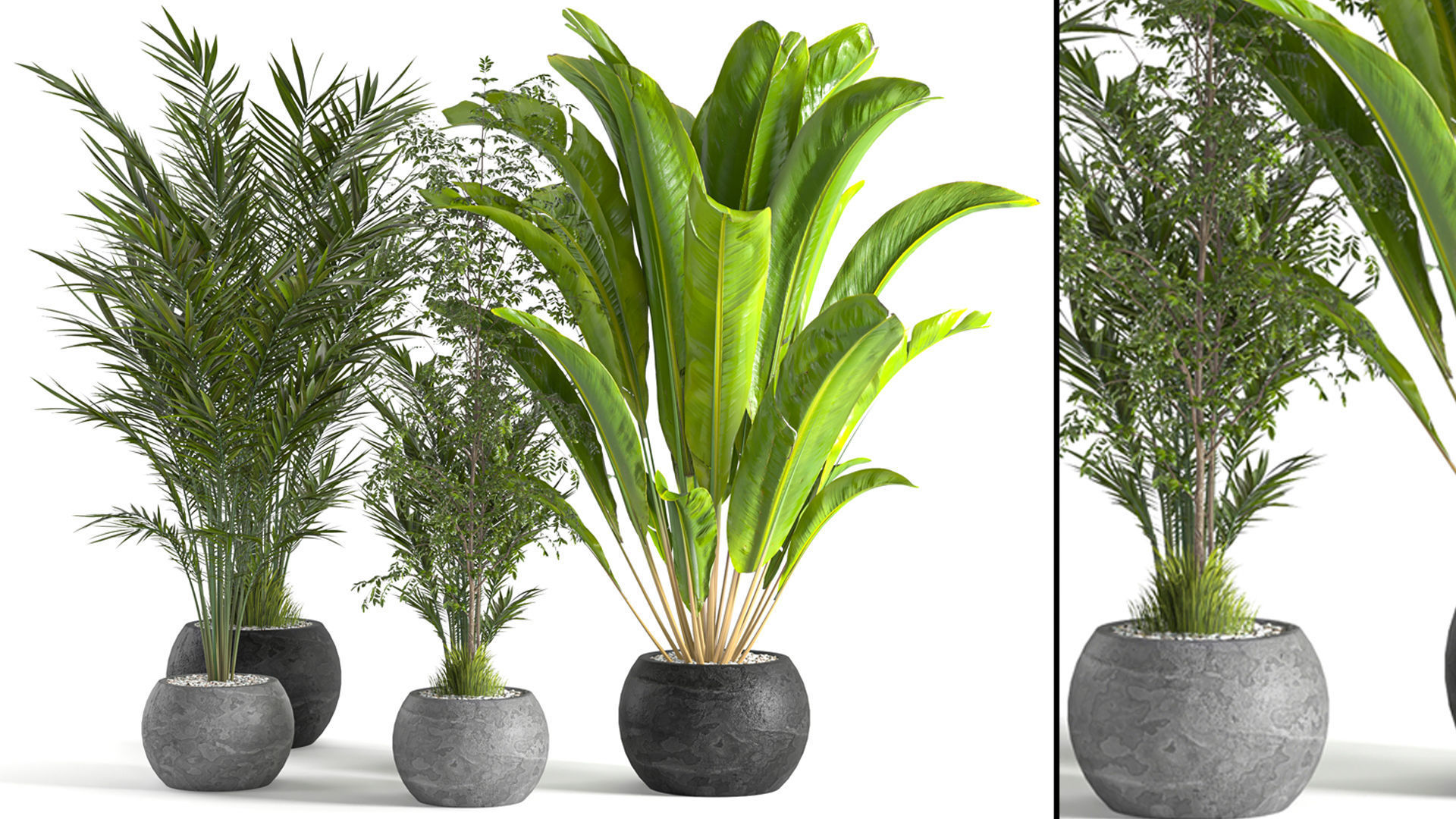 Collaction Indoor plant vol 53 3D model_8