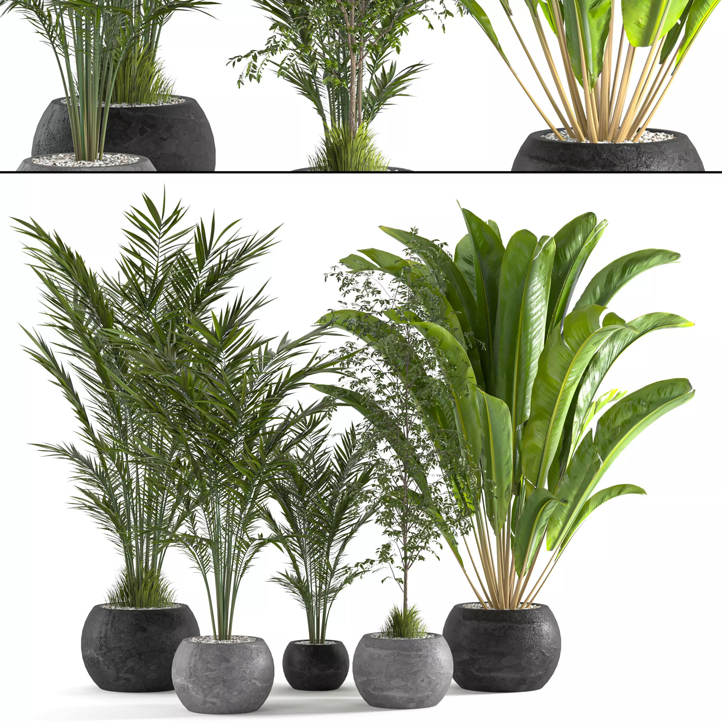 Collaction Indoor plant vol 53 3D model_0