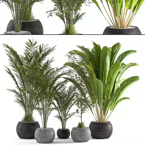Collaction Indoor plant vol 53 3D model