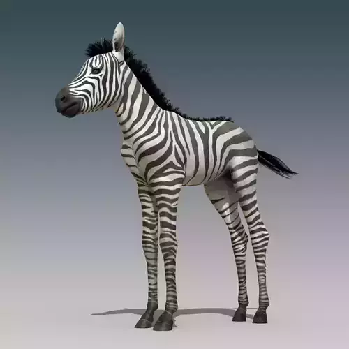Baby Zebra Foals Rigged Low-poly 3D model