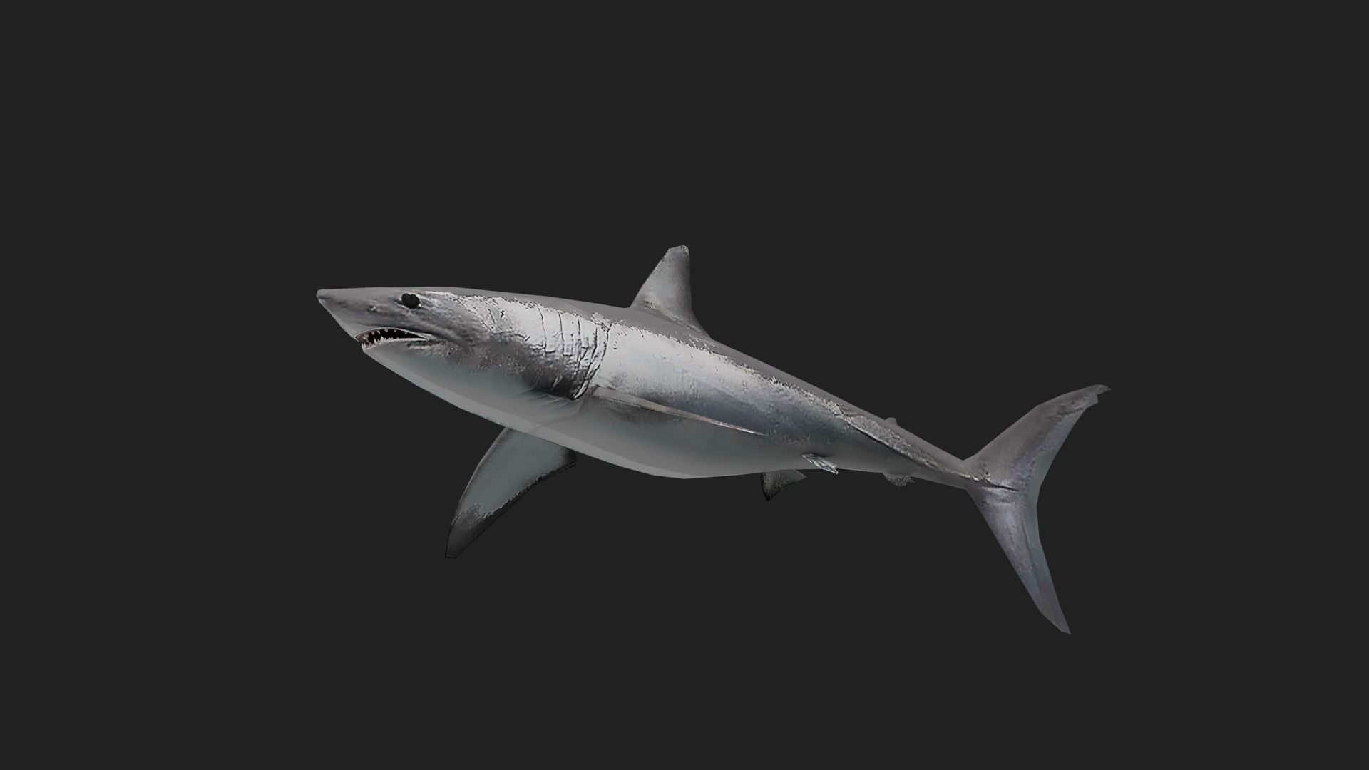 Shortfinmakoshark Low-poly 3D model_4