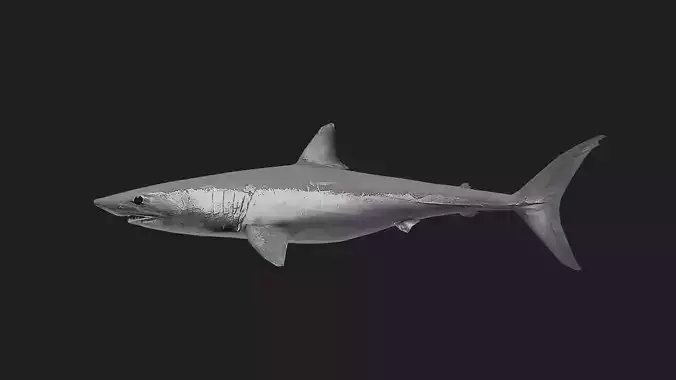 Shortfinmakoshark