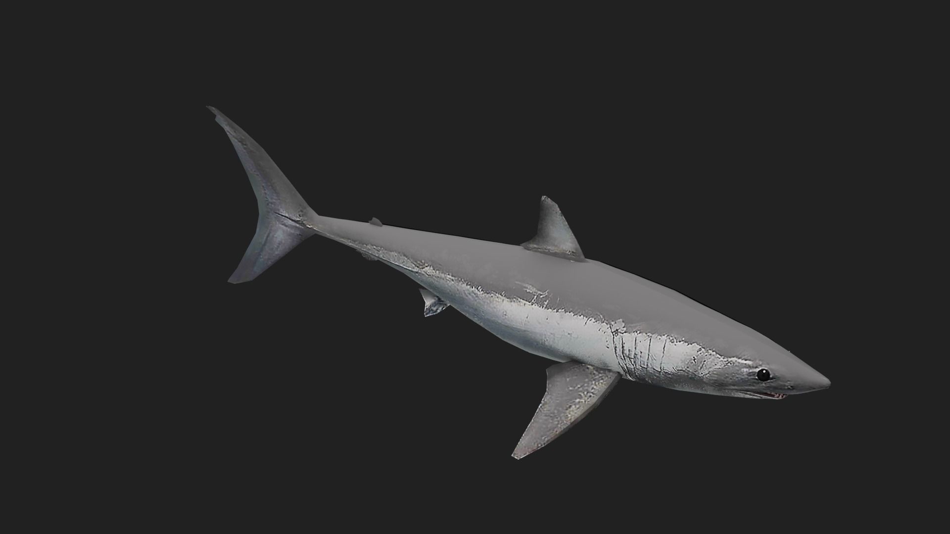 Shortfinmakoshark Low-poly 3D model_2