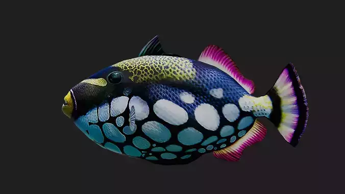Clowntriggerfish
