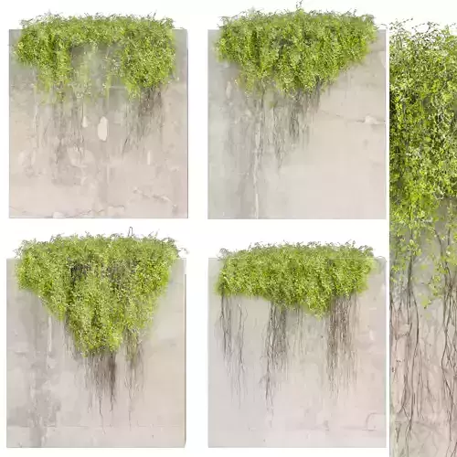  Collection plant vol 504 - fitowall - ivy - concrete 3D model