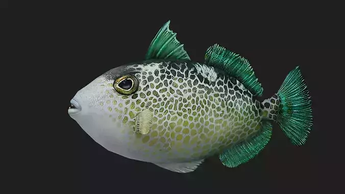 Triggerfish Low-poly 3D model
