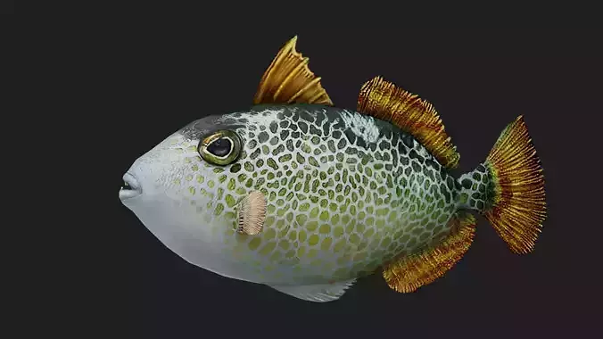 Triggerfish Low-poly 3D model