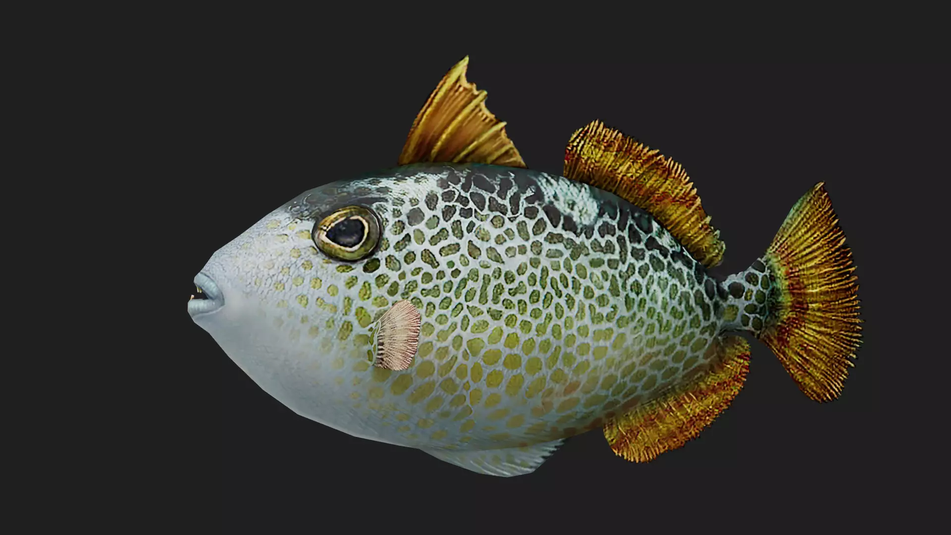 Triggerfish Low-poly 3D model_0