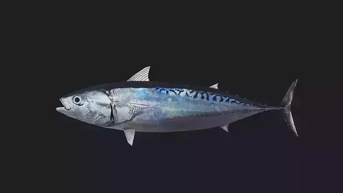 Bullettuna Low-poly 3D model