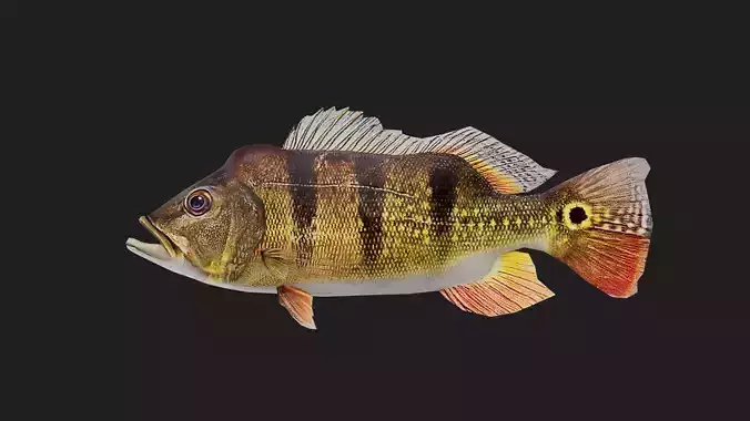 PeacockBass