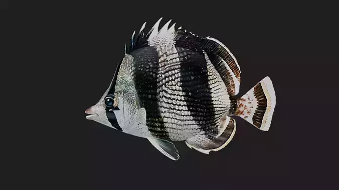 Bandedbutterflyfish