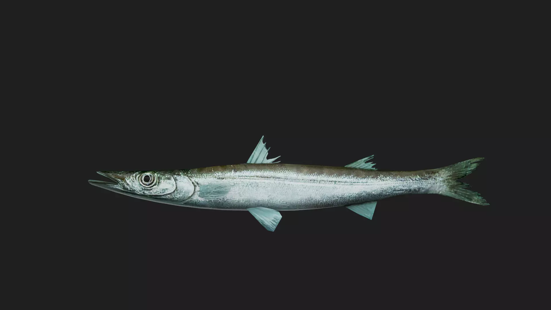 Bicuda Low-poly 3D model_0