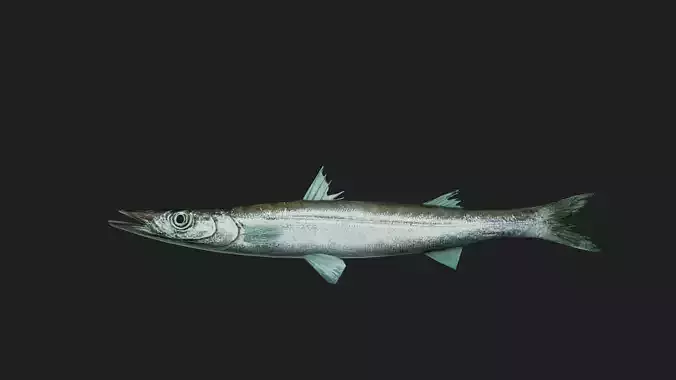 Bicuda Low-poly 3D model