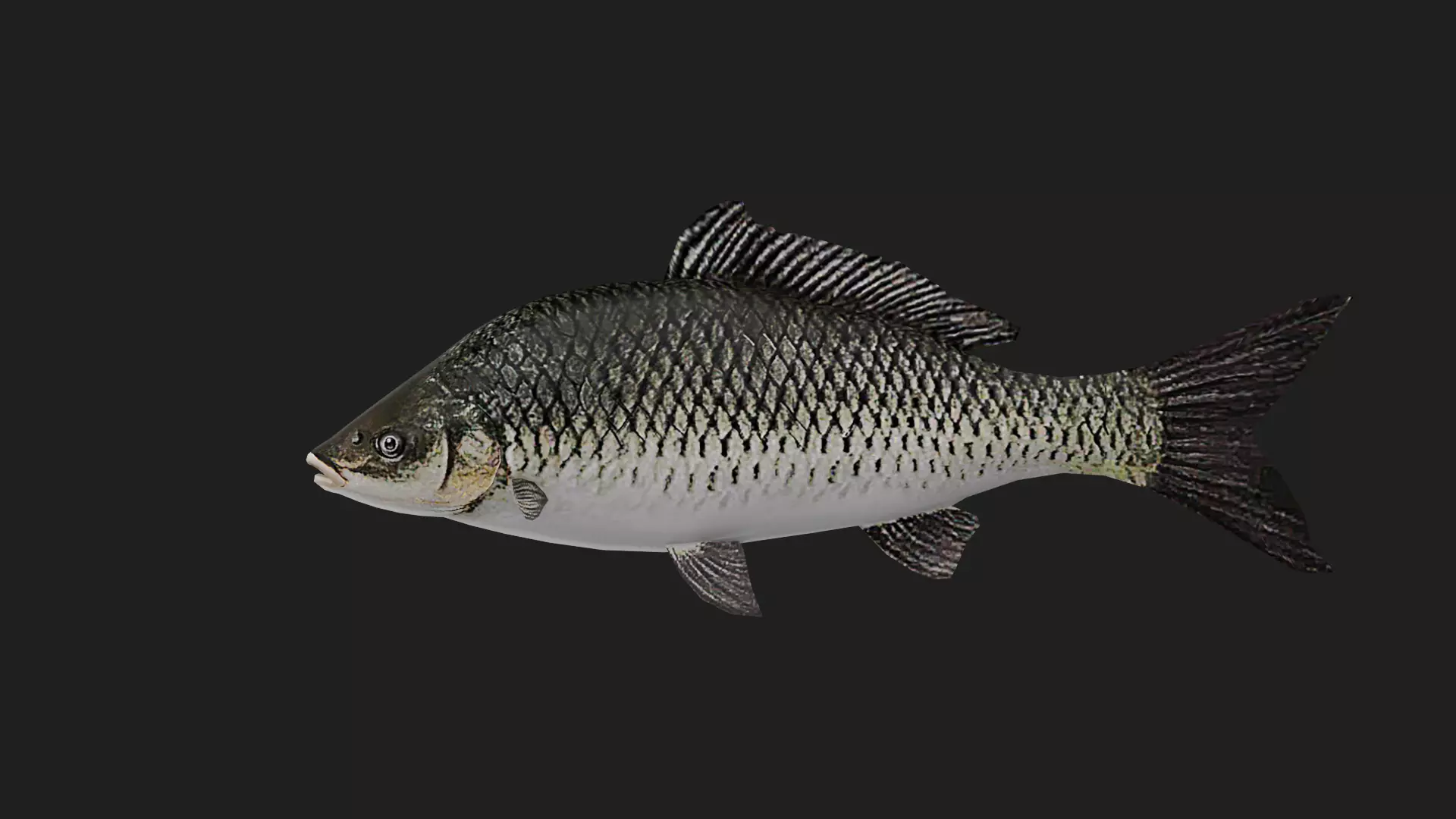 Carp fish Low-poly 3D model_0