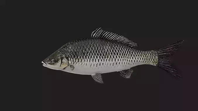 Carp fish
