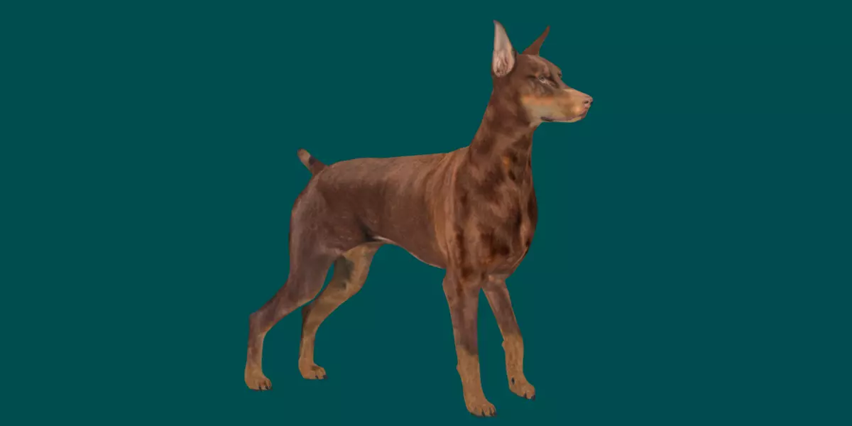 Doberman 3D model