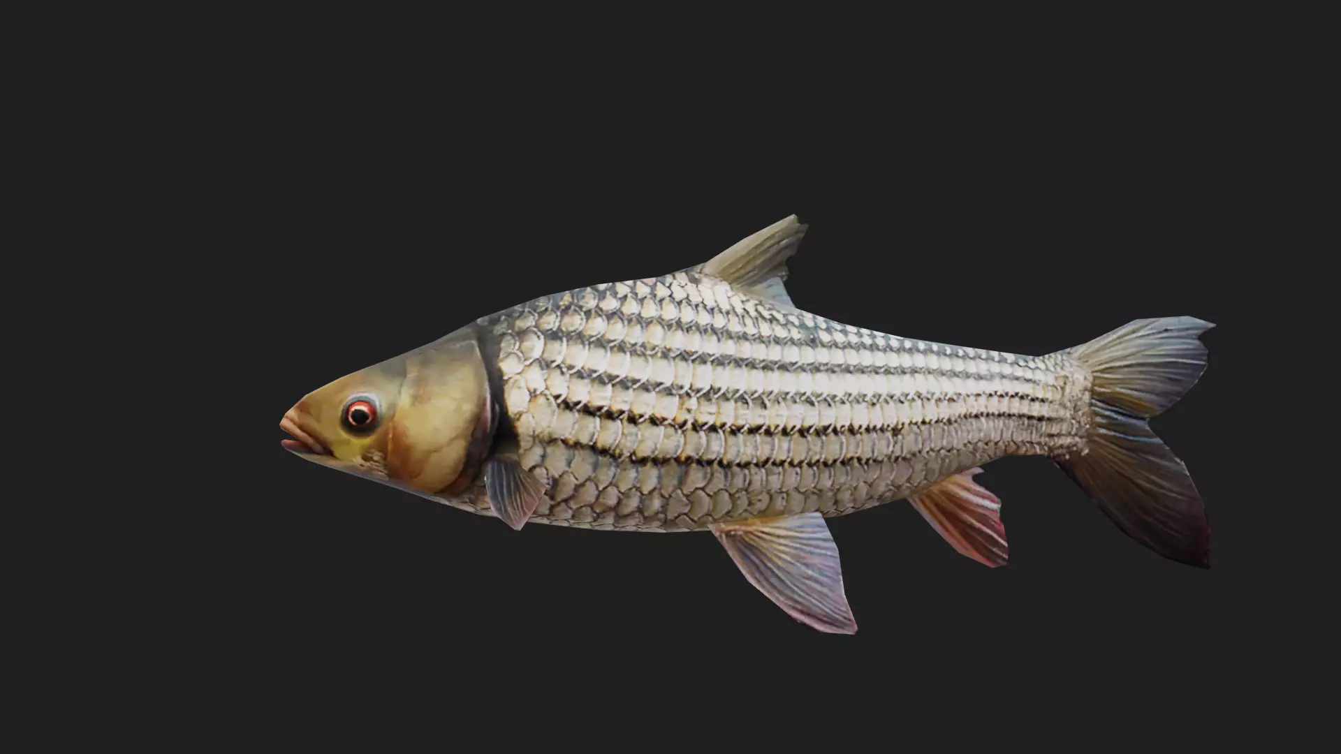 Goldenpricecarp Low-poly 3D model_0