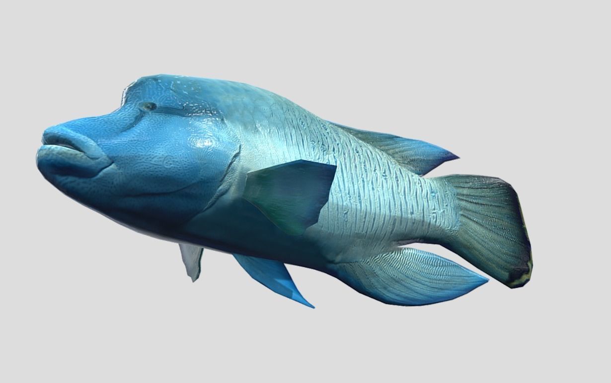 Napoleon Fish  Low-poly 3D model_7