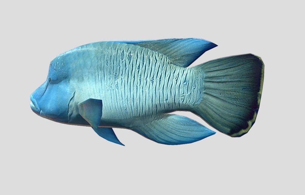 Napoleon Fish  Low-poly 3D model_6