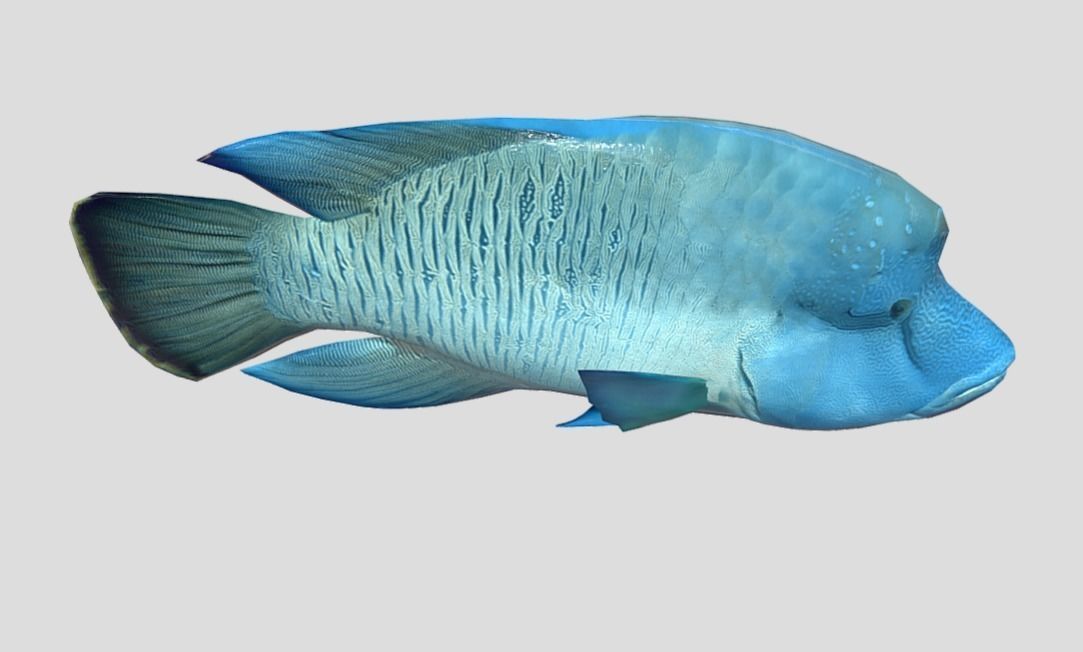 Napoleon Fish  Low-poly 3D model_10