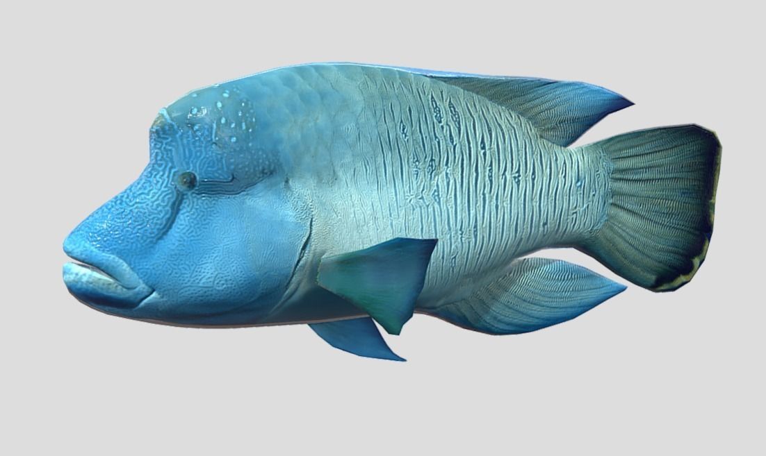 Napoleon Fish  Low-poly 3D model_5