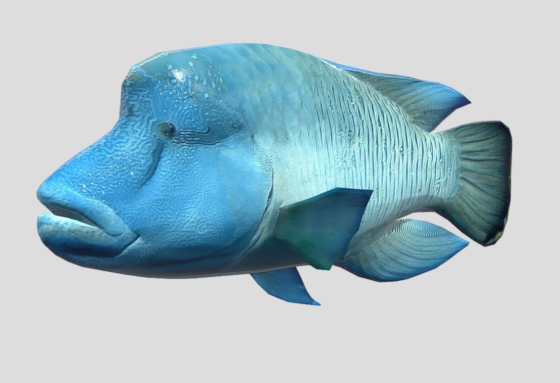 Napoleon Fish  Low-poly 3D model_2