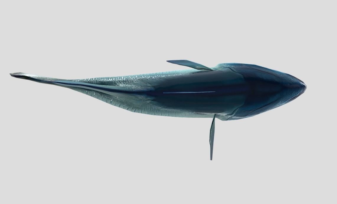 Napoleon Fish  Low-poly 3D model_9