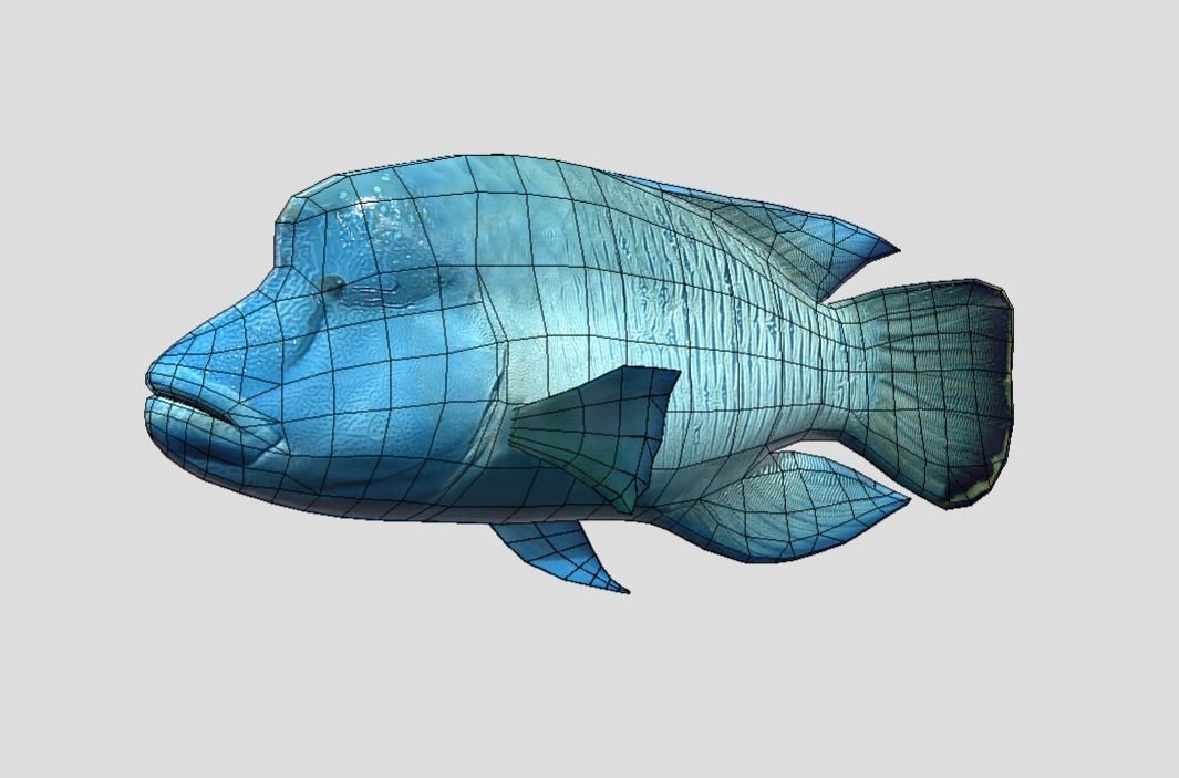 Napoleon Fish  Low-poly 3D model_3