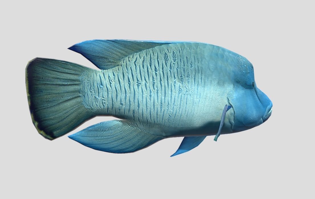 Napoleon Fish  Low-poly 3D model_4