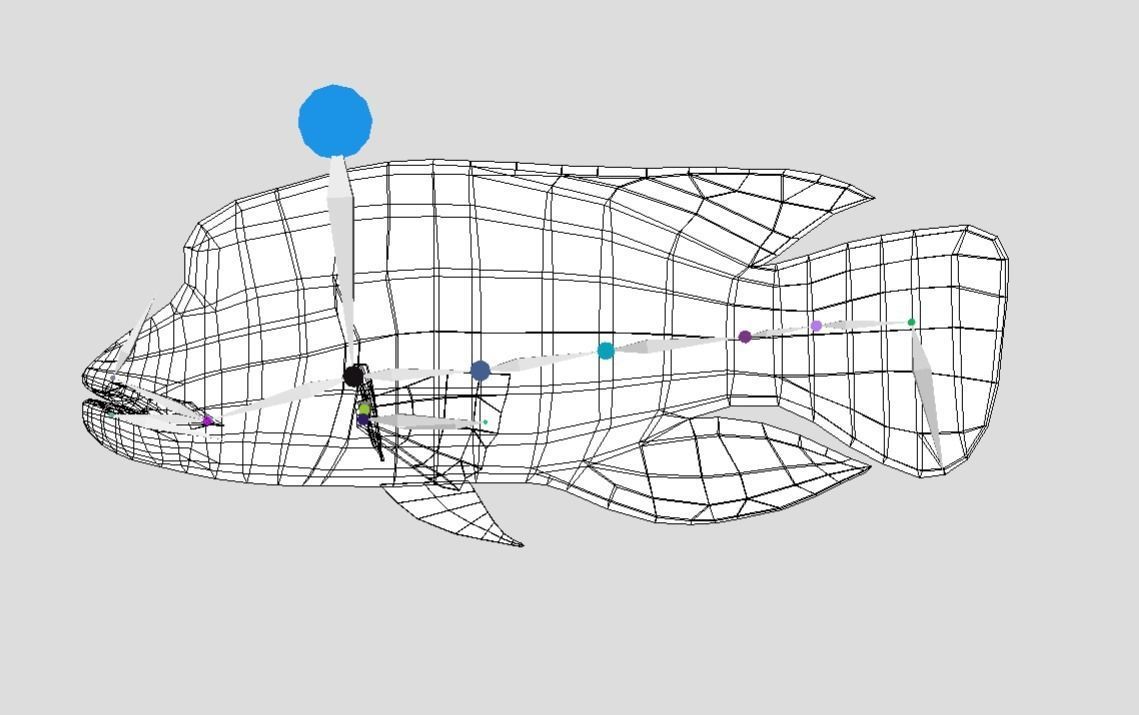 Napoleon Fish  Low-poly 3D model_11