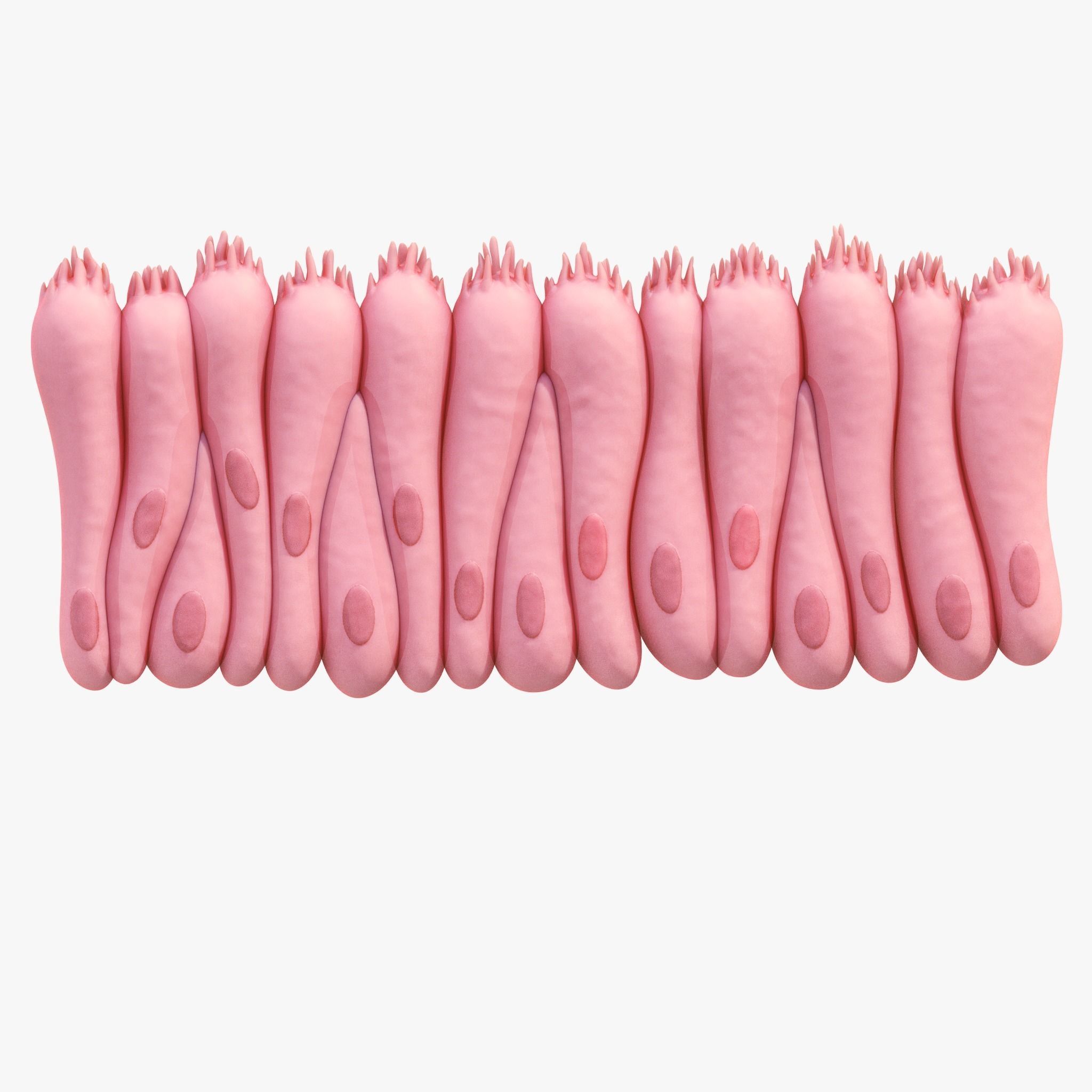 Epithelial Tissues 3D model_4