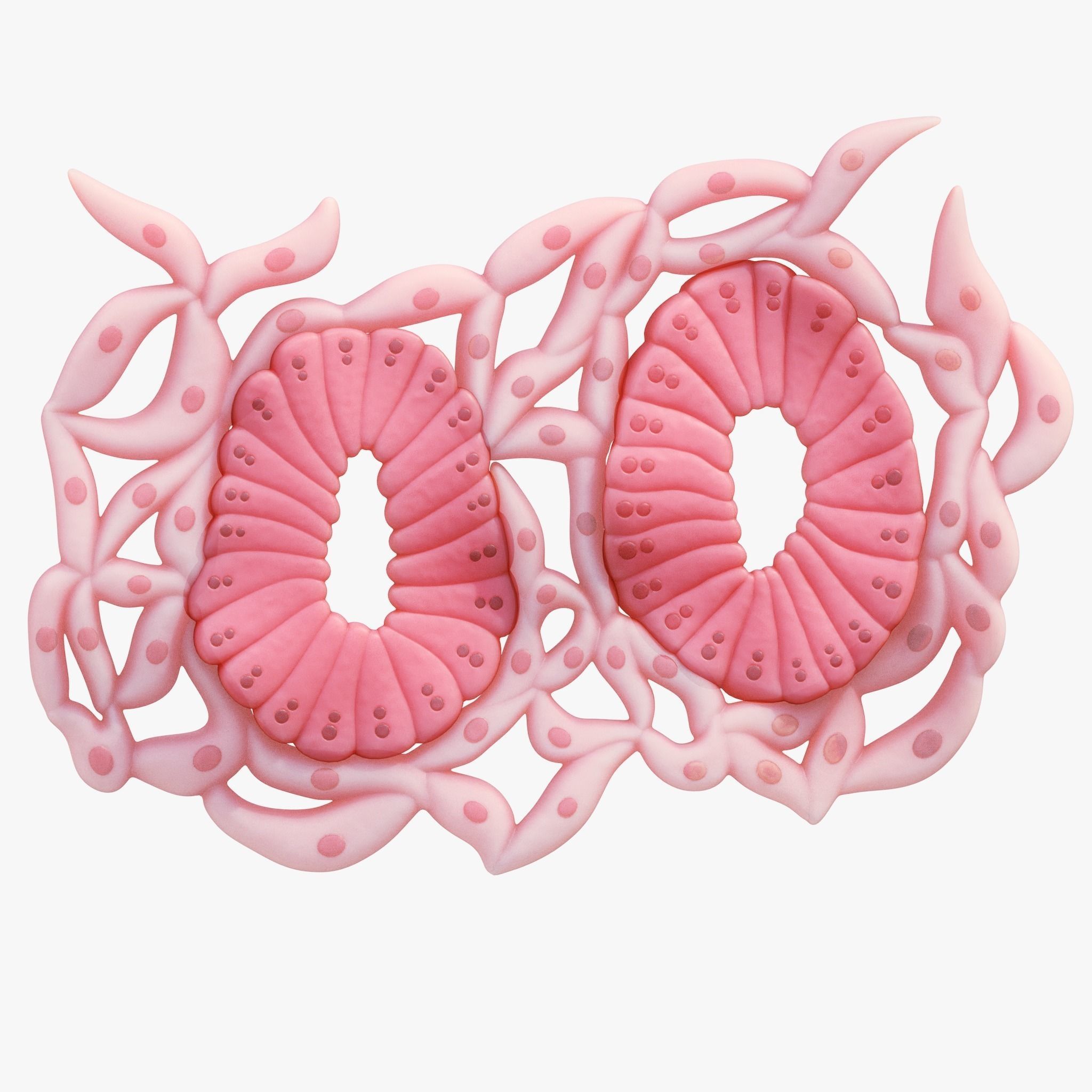 Epithelial Tissues 3D model_2