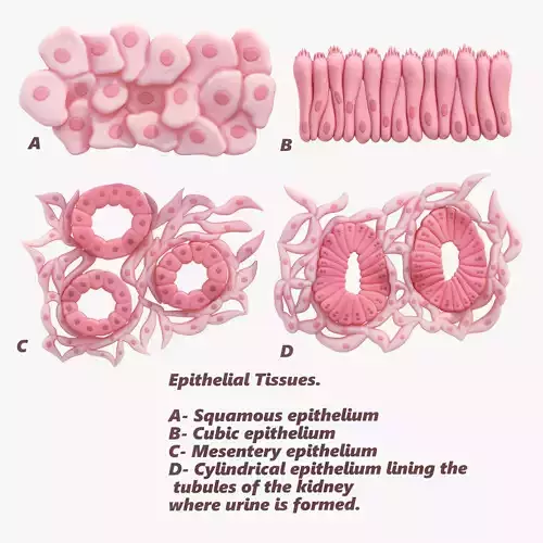 Epithelial Tissues 3D model