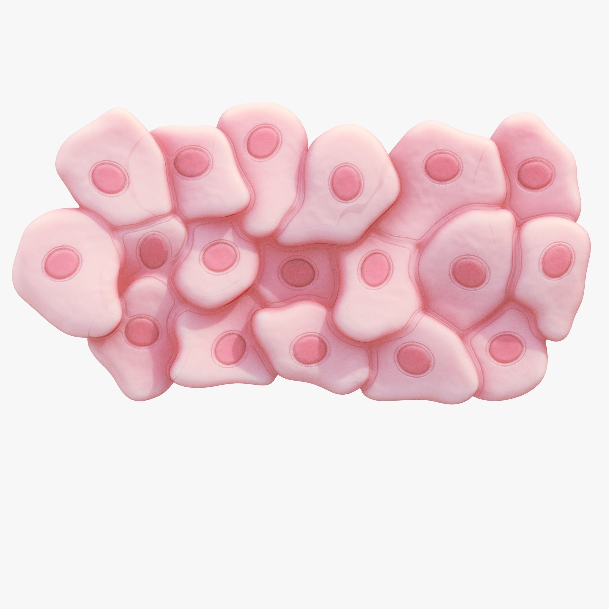 Epithelial Tissues 3D model_5