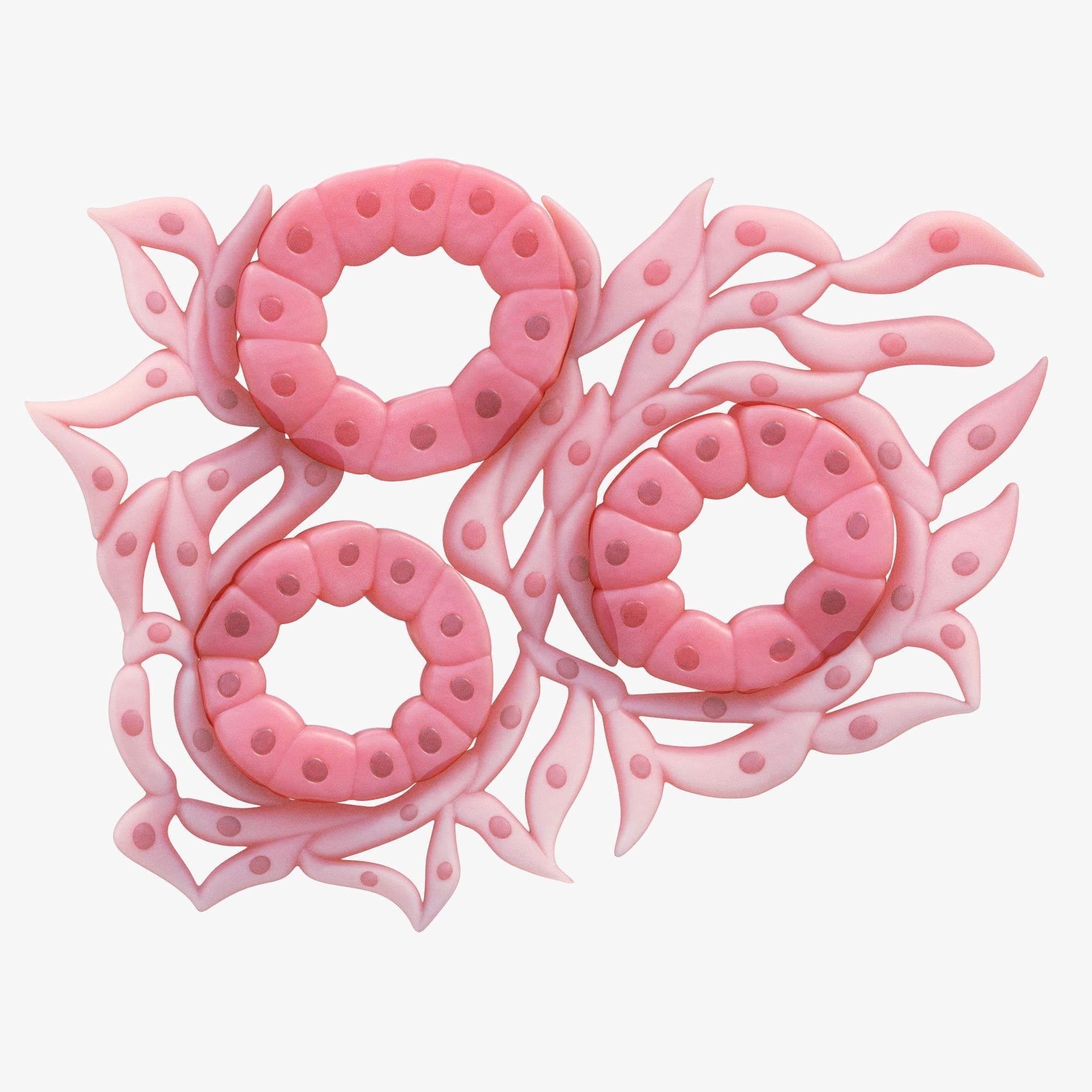 Epithelial Tissues 3D model_3