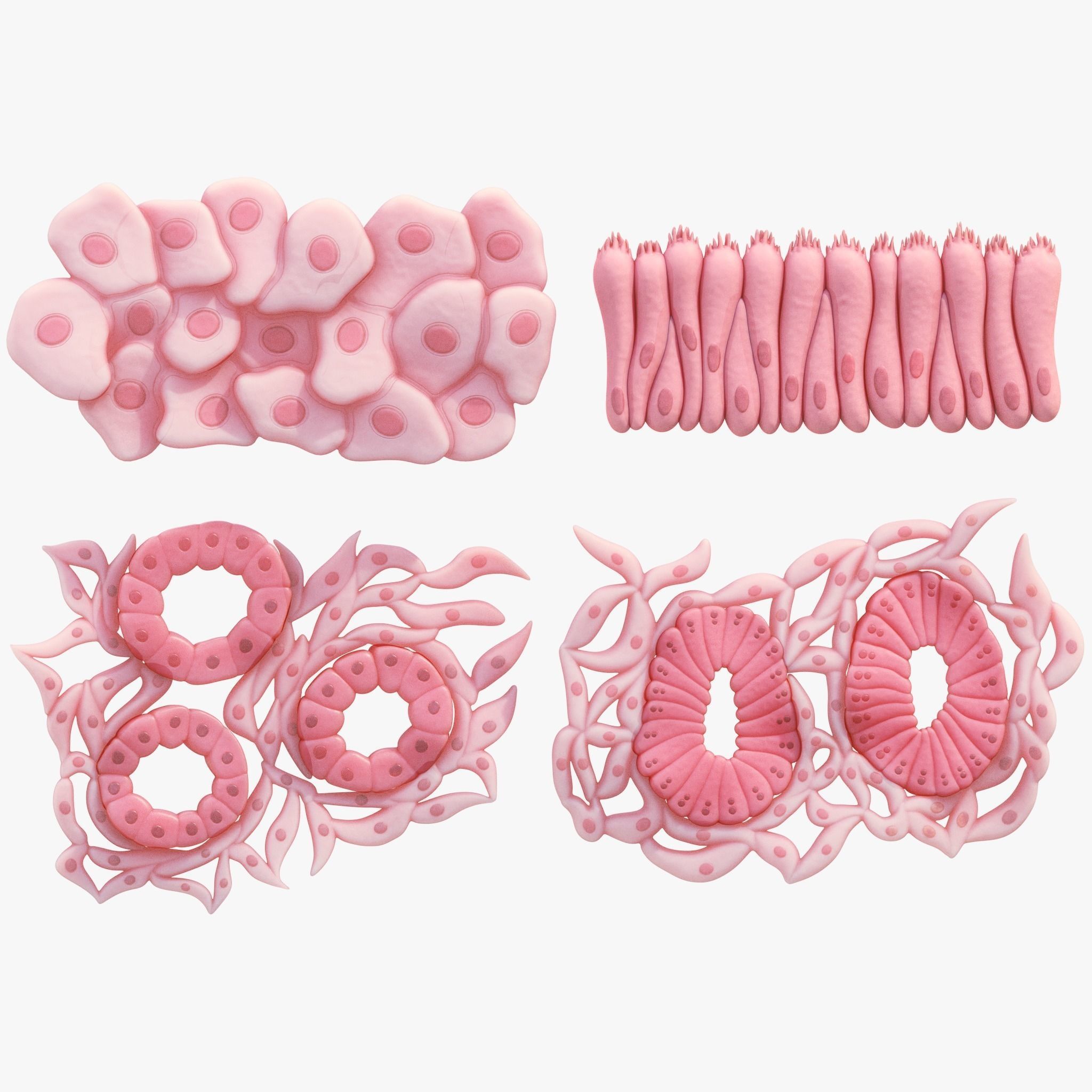 Epithelial Tissues 3D model_1