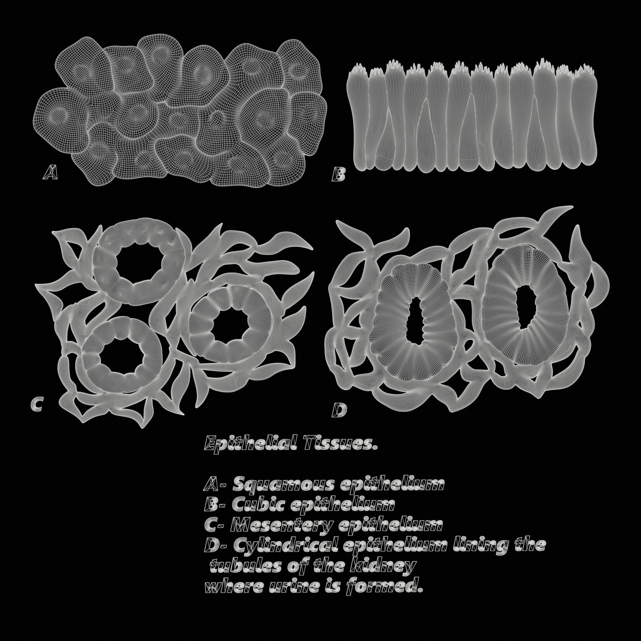 Epithelial Tissues 3D model_6