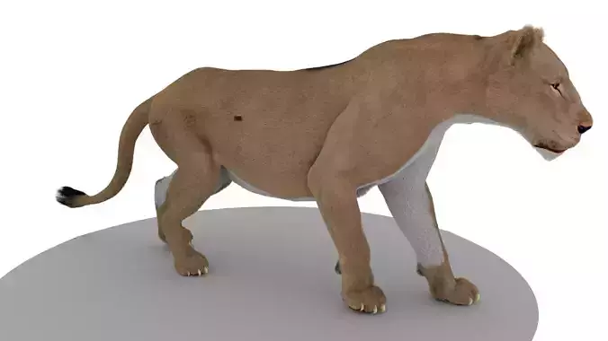 Lion With Facial Rig and Xgen Hair