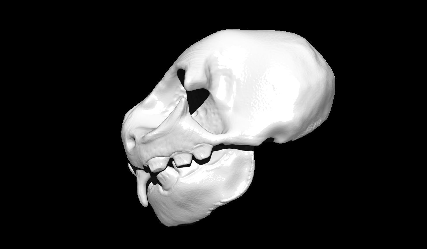 Creature Skull 3D print model_7