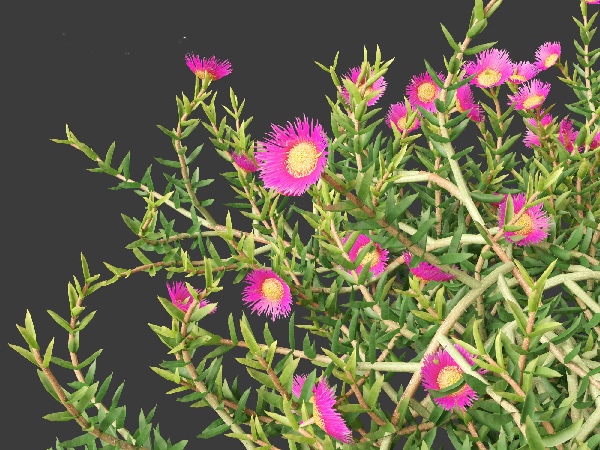Aussie rambler - carpobrotus glaucescens 3D model_7