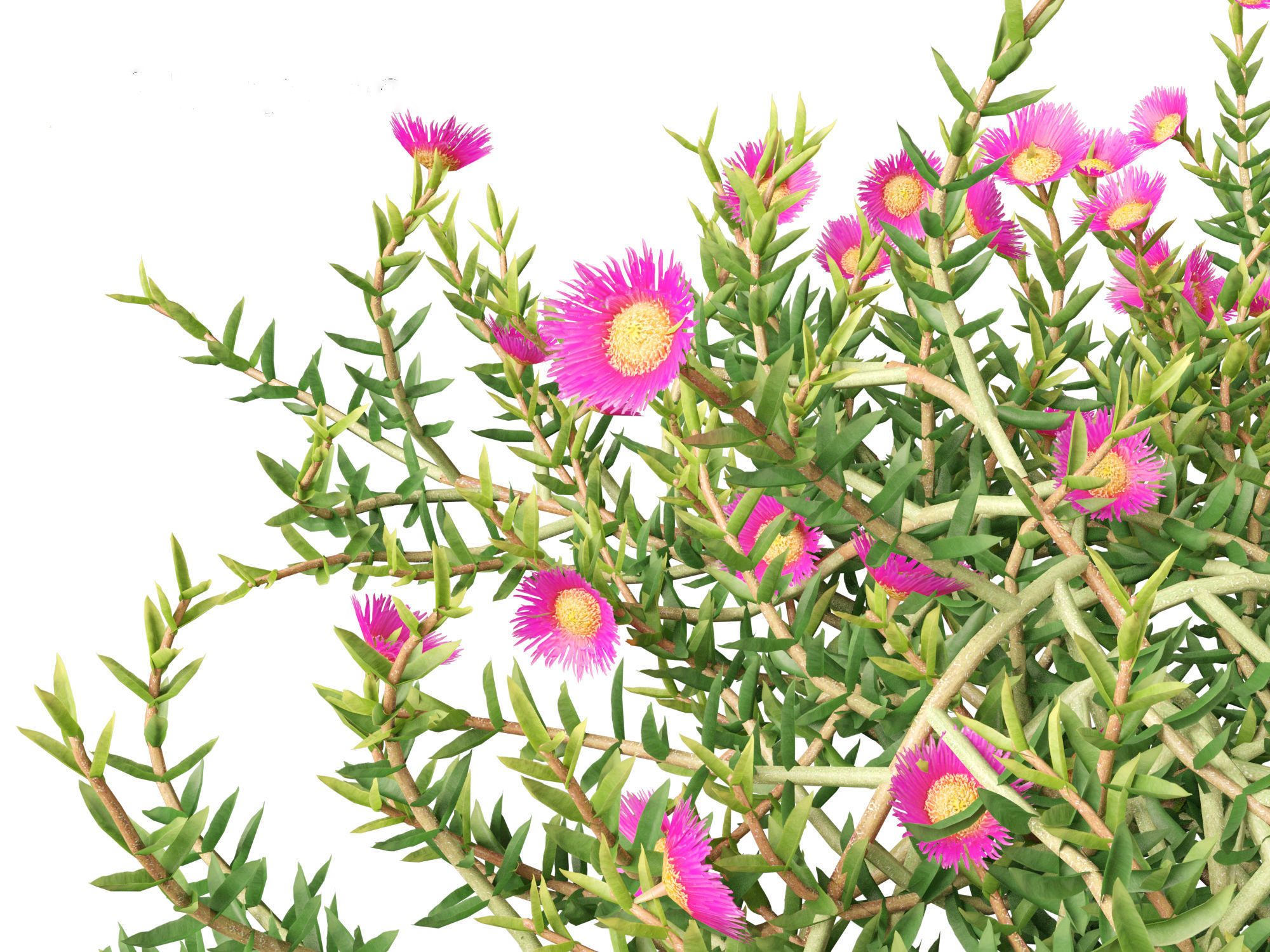 Aussie rambler - carpobrotus glaucescens 3D model_6