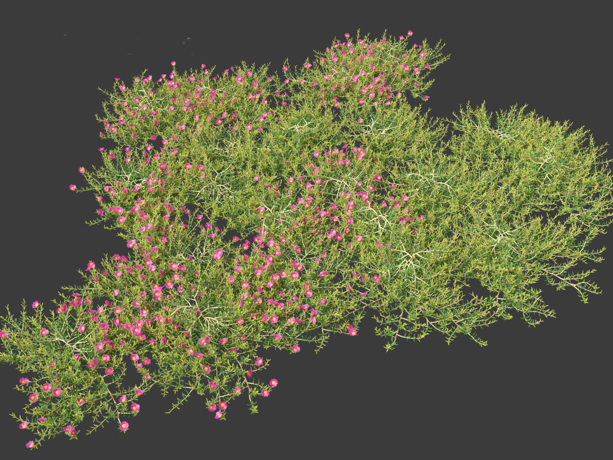 Aussie rambler - carpobrotus glaucescens 3D model_1