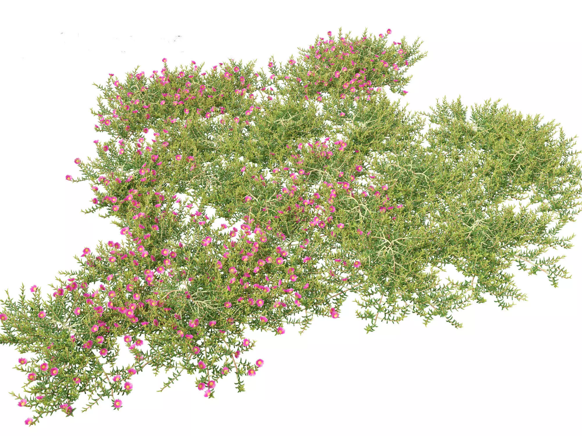 Aussie rambler - carpobrotus glaucescens 3D model_0