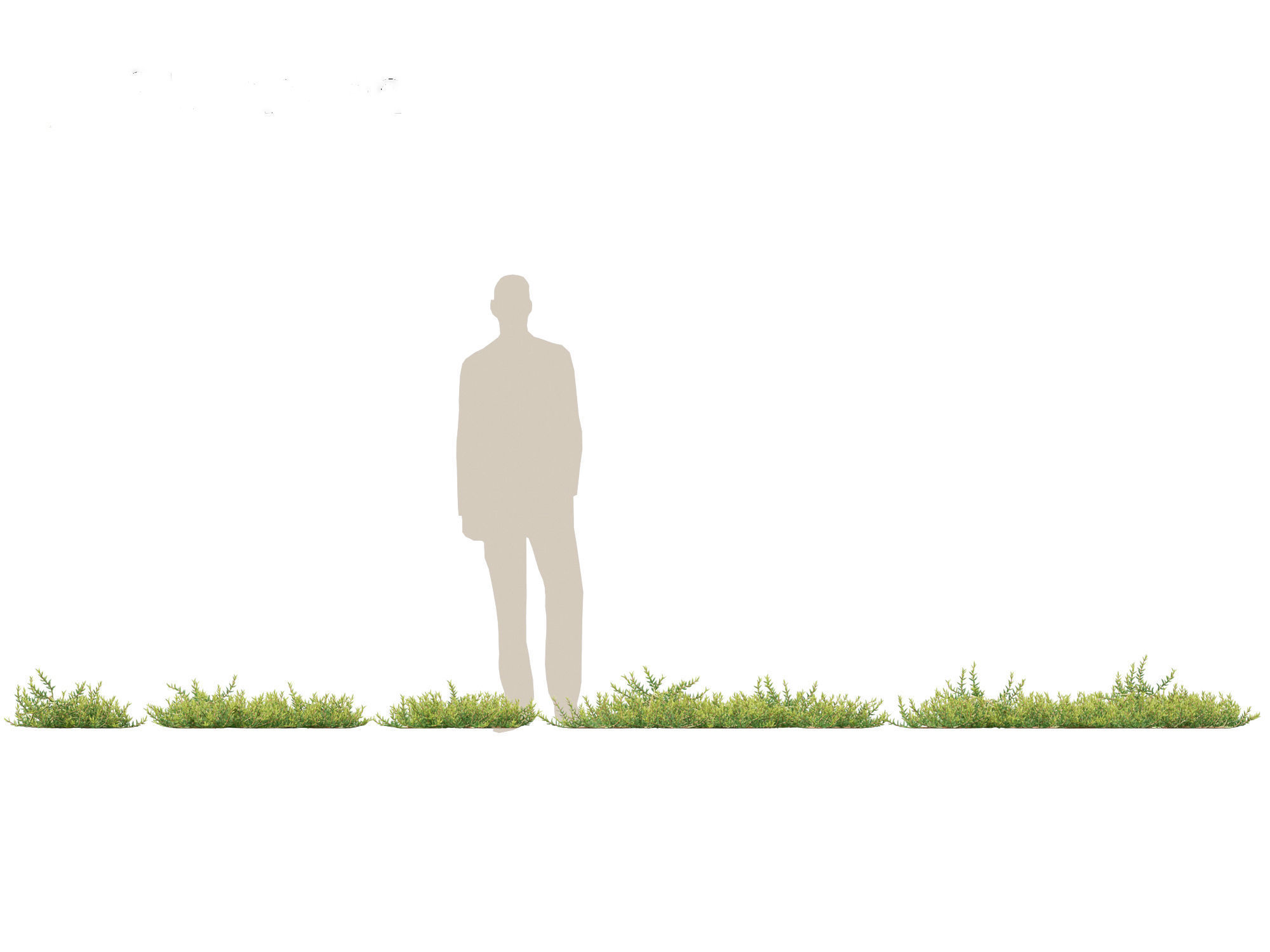 Aussie rambler - carpobrotus glaucescens 3D model_2