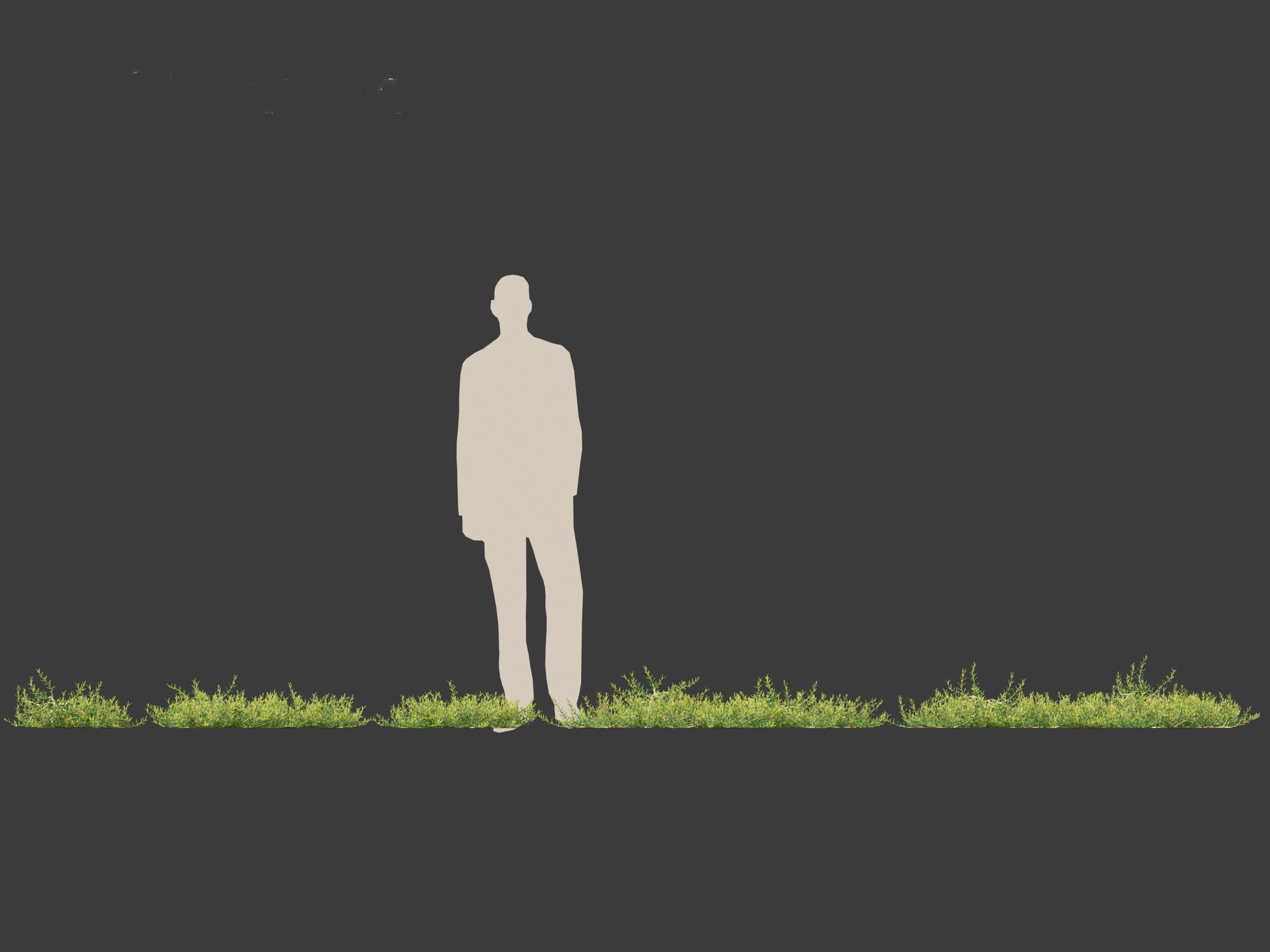 Aussie rambler - carpobrotus glaucescens 3D model_3