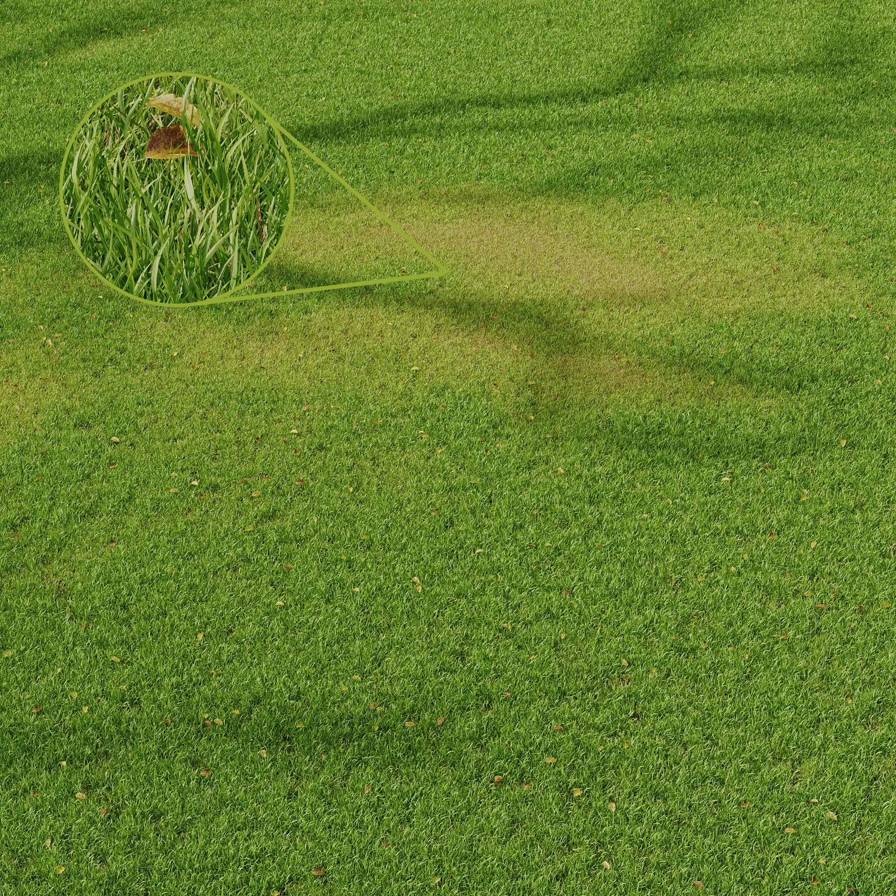 Grass Field Abstract Growing Summer 3D model_0