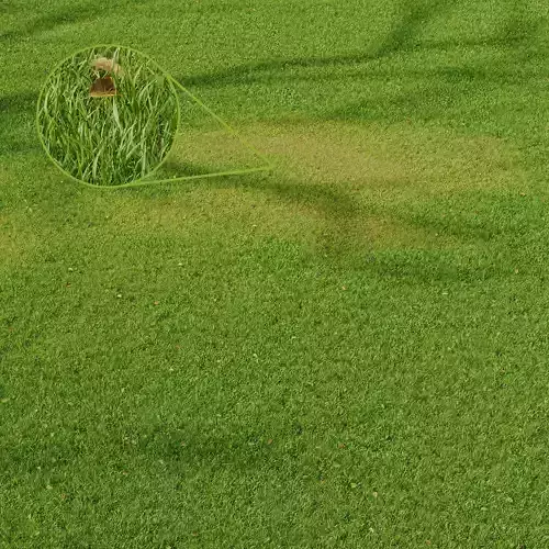 Grass Field Abstract Growing Summer 3D model