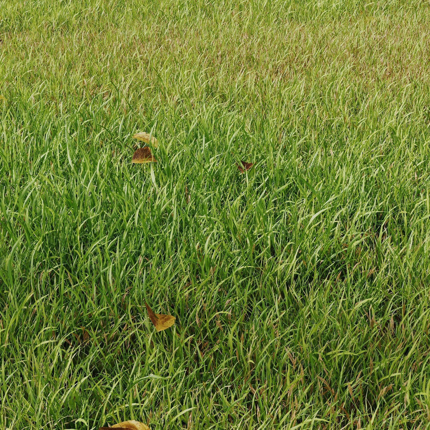 Grass Field Abstract Growing Summer 3D model_1