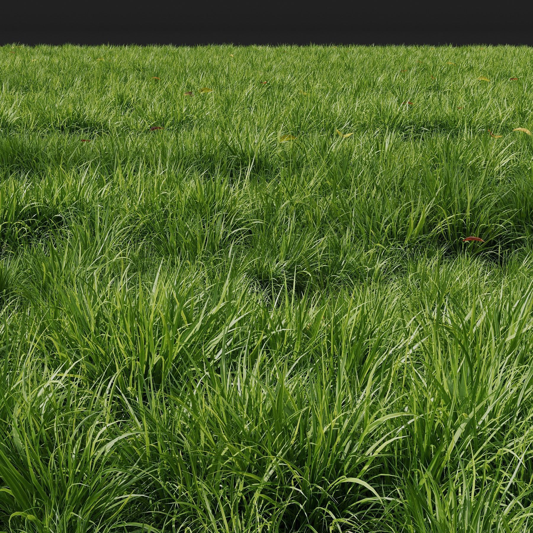 Grass Linear Meadow 3D model_1